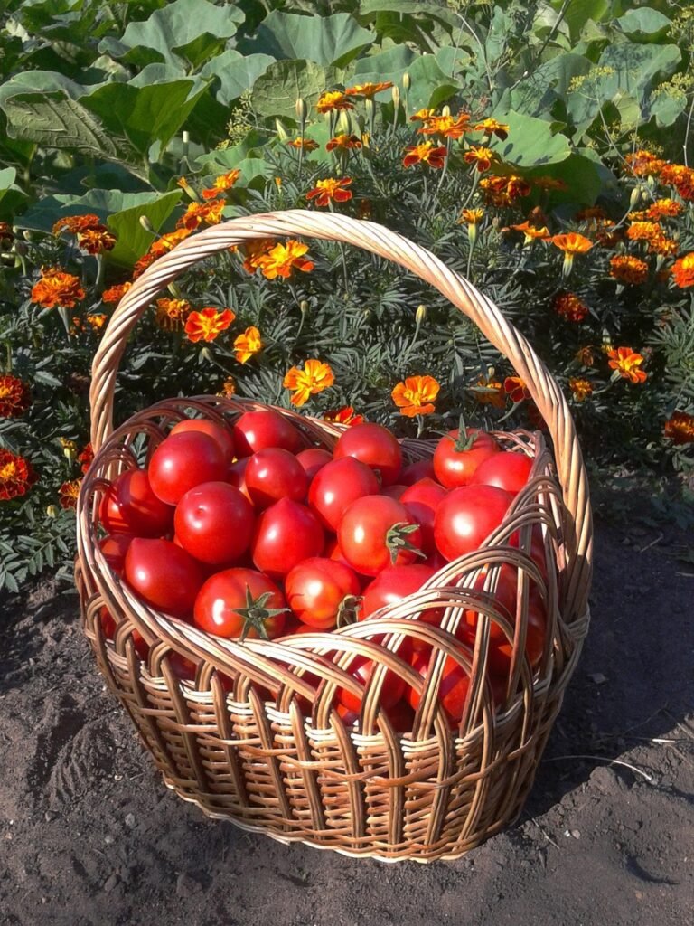 harvest, basket, a tomato, garden, vegetable garden, backyard, country house, plant, nature, food, basket, a tomato, a tomato, a tomato, a tomato, a tomato, vegetable garden, vegetable garden, vegetable garden, vegetable garden, vegetable garden